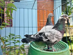 আমার আইটেম হচ্ছে একজোরা কবুতর