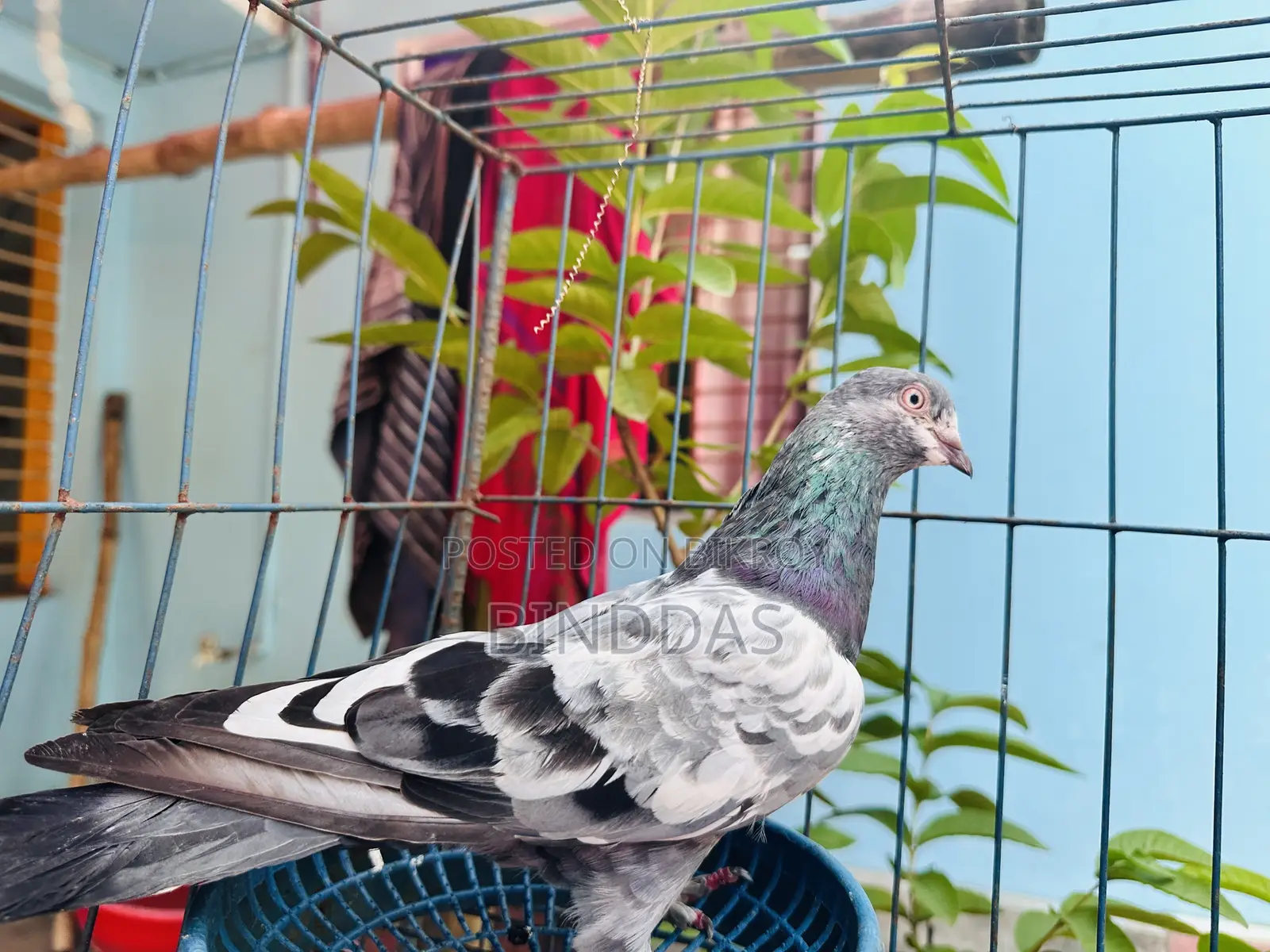 আমার আইটেম হচ্ছে একজোরা কবুতর