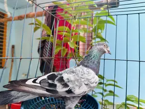 আমার আইটেম হচ্ছে একজোরা কবুতর