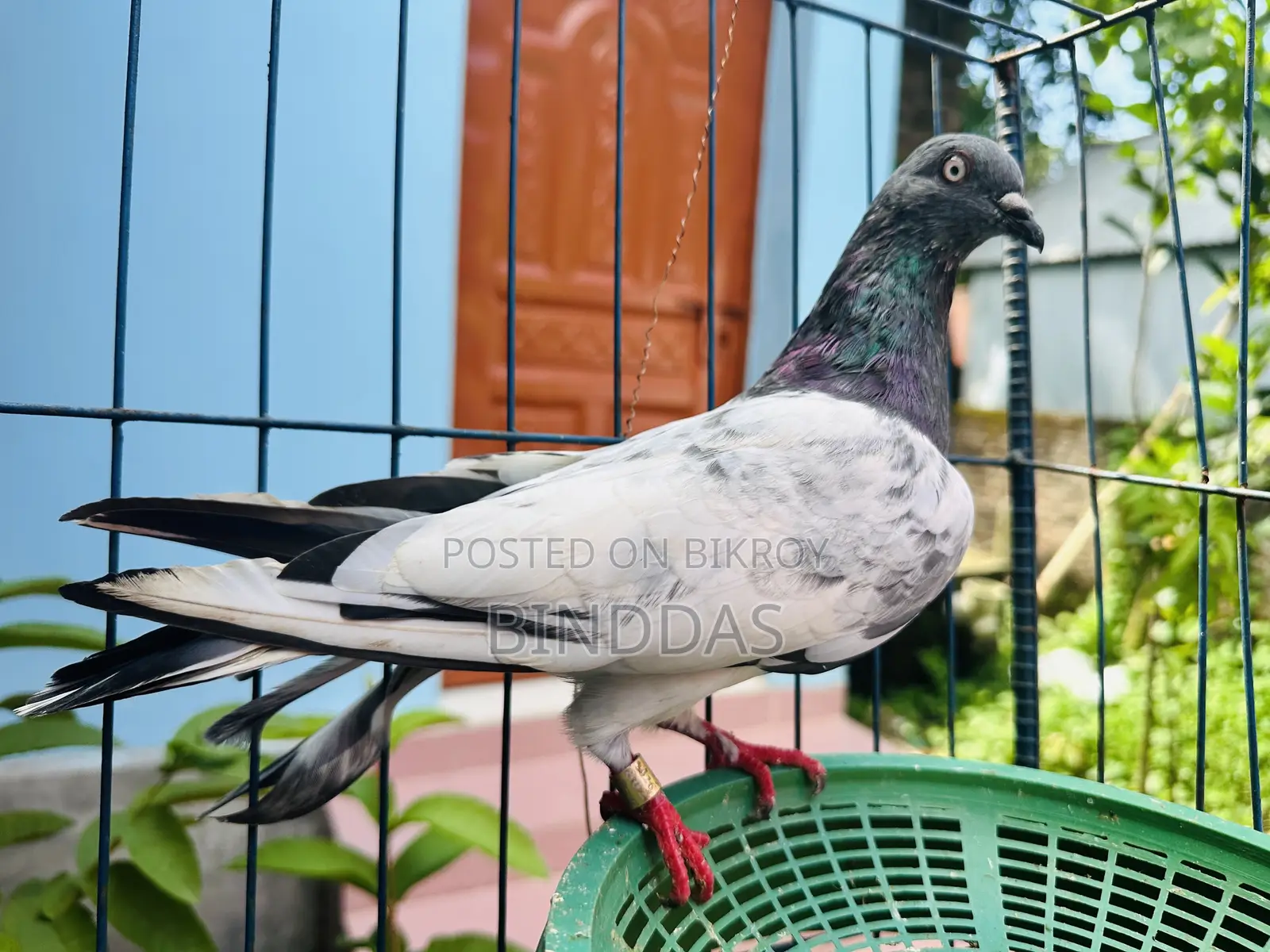 আমার আইটেম হচ্ছে একজোরা কবুতর