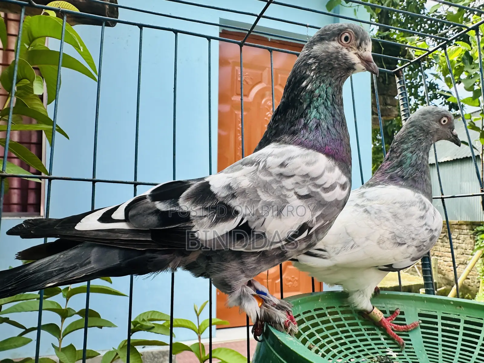 আমার আইটেম হচ্ছে একজোরা কবুতর