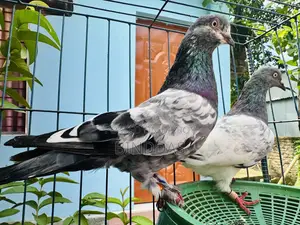 আমার আইটেম হচ্ছে একজোরা কবুতর