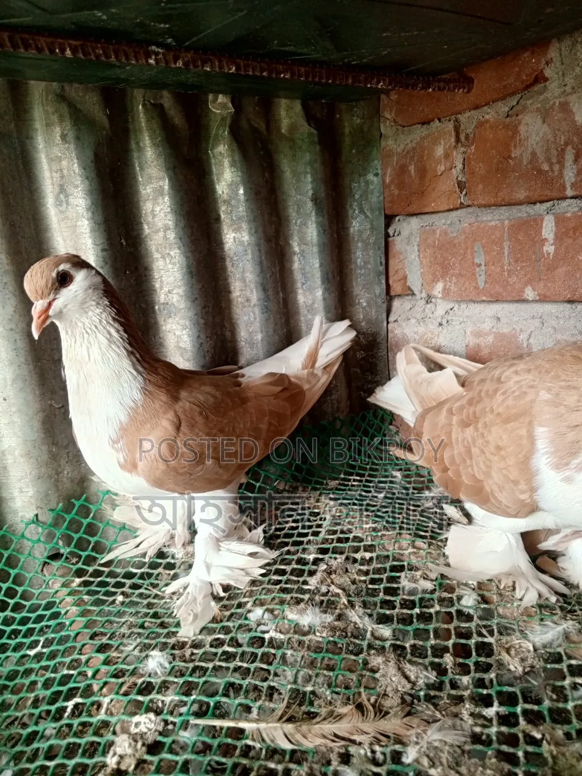 কমলা রঙের সিরাজি কবুতর
