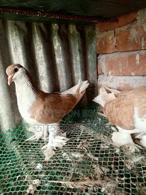 কমলা রঙের সিরাজি কবুতর