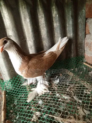 কমলা রঙের সিরাজি কবুতর