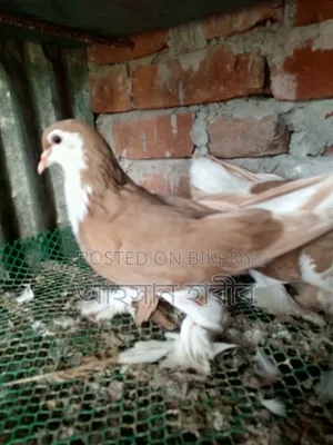 কমলা রঙের সিরাজি কবুতর