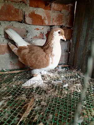 কমলা রঙের সিরাজি কবুতর
