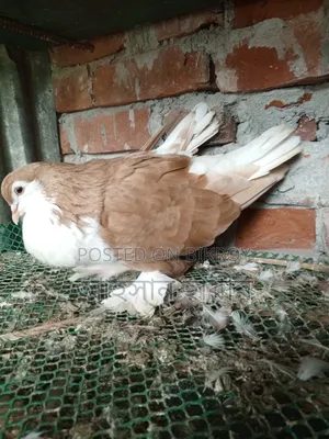 কমলা রঙের সিরাজি কবুতর