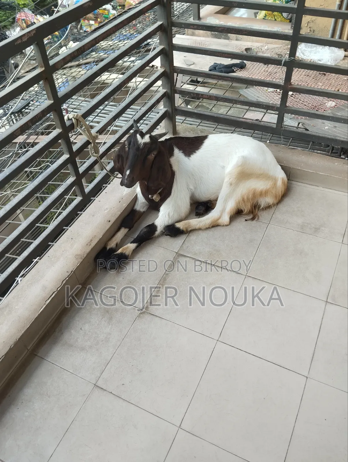 Large Castrated Goat