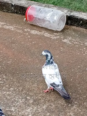 টেডি কবুতর সেল হবে