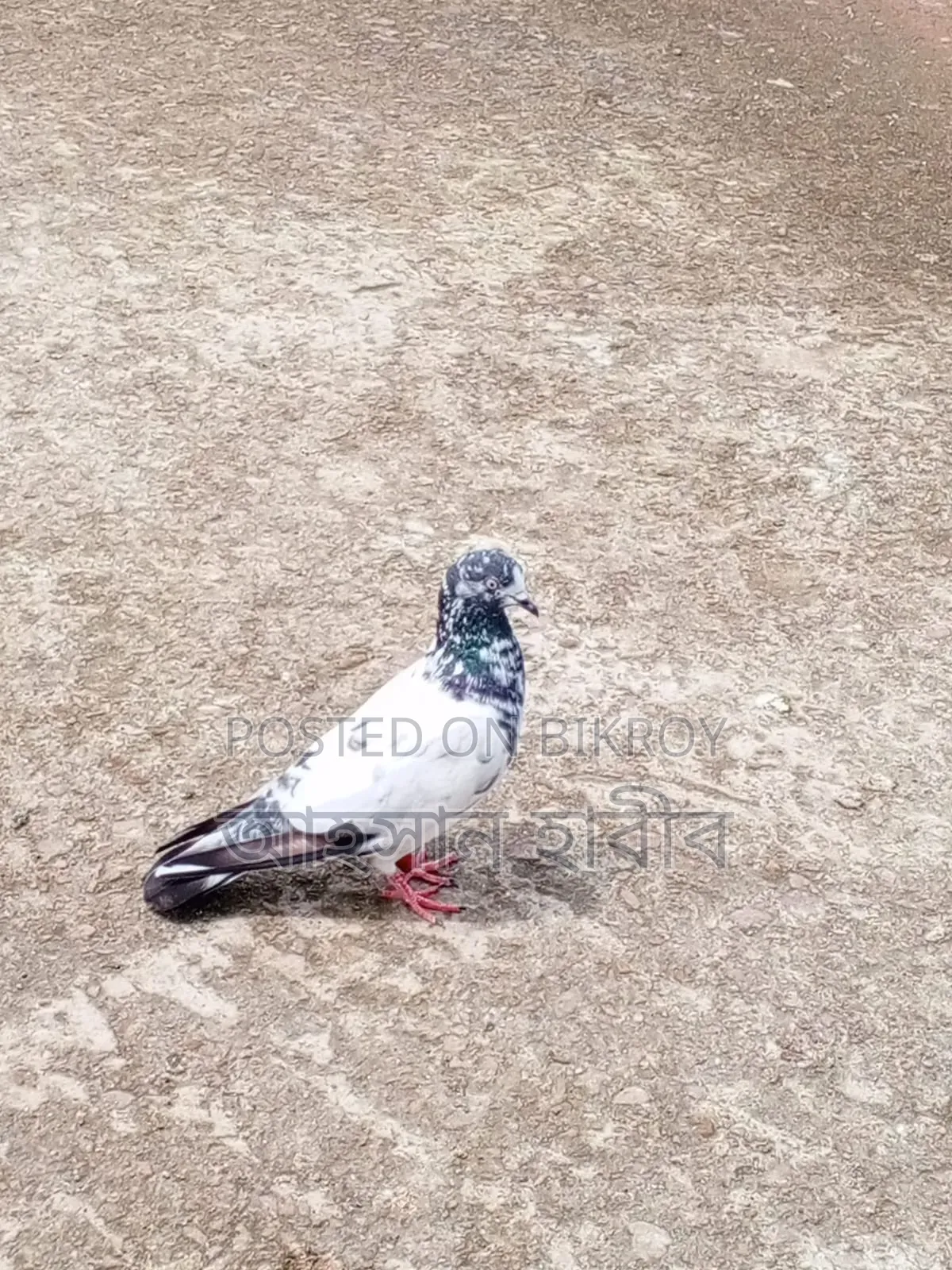 টেডি কবুতর সেল হবে