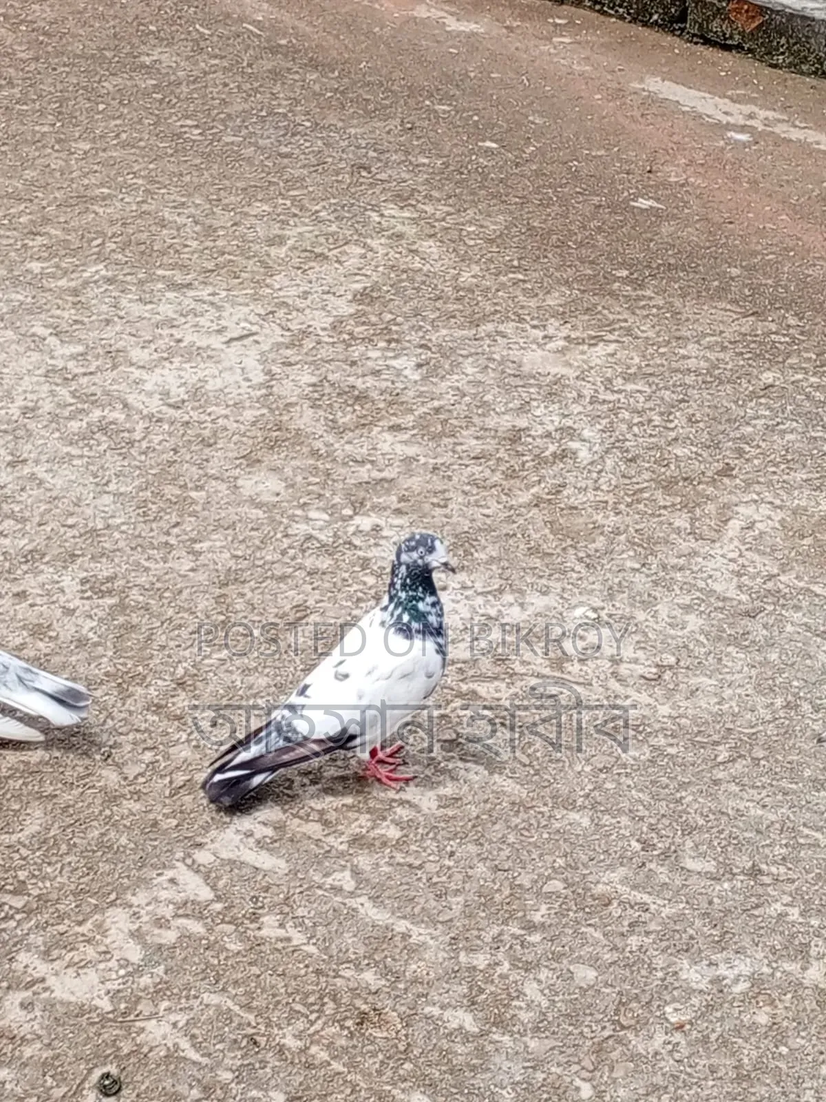 টেডি কবুতর সেল হবে
