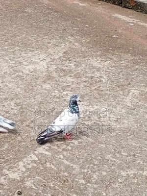 টেডি কবুতর সেল হবে