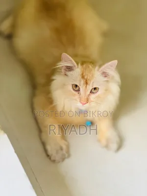 1-3 months Male Purebred European Burmese