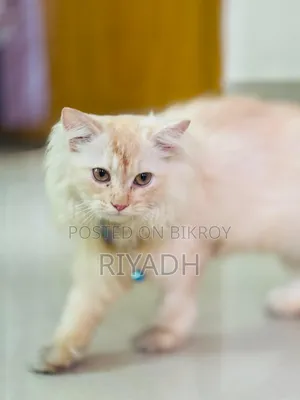 1-3 months Male Purebred European Burmese