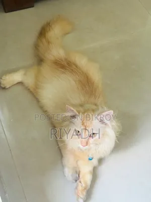 1-3 months Male Purebred European Burmese