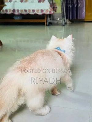 1-3 months Male Purebred European Burmese