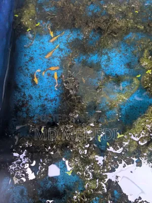 Aquarium Fish