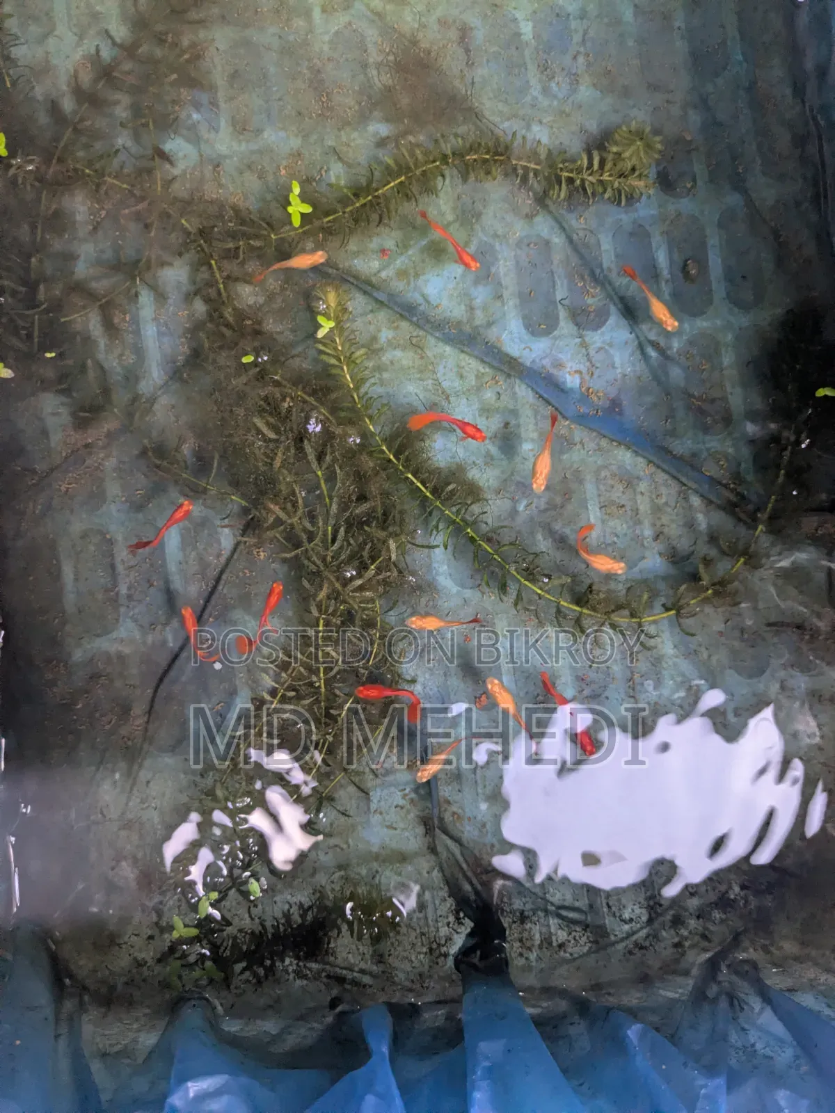 Aquarium Fish