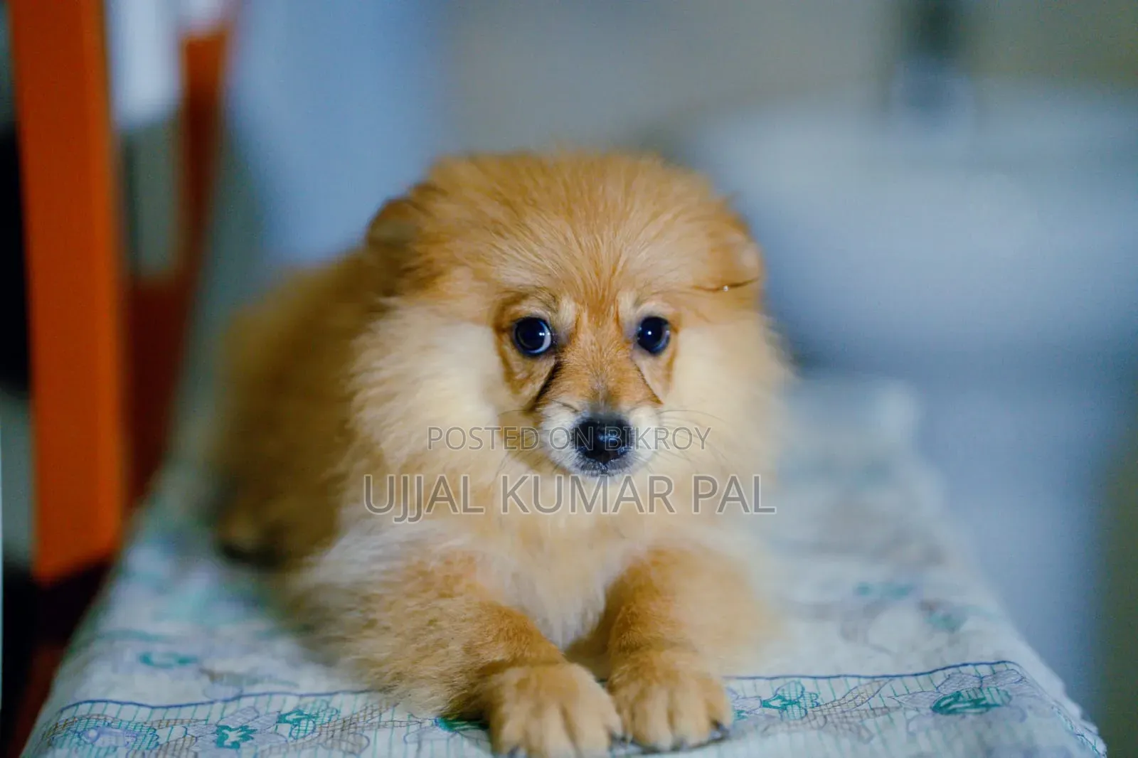 1-3 months Male Purebred Pomeranian