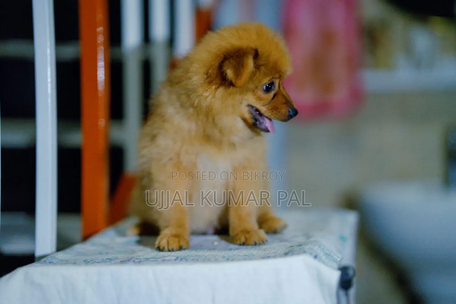 1-3 months Male Purebred Pomeranian