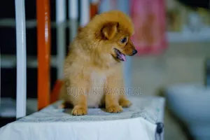 1-3 months Male Purebred Pomeranian