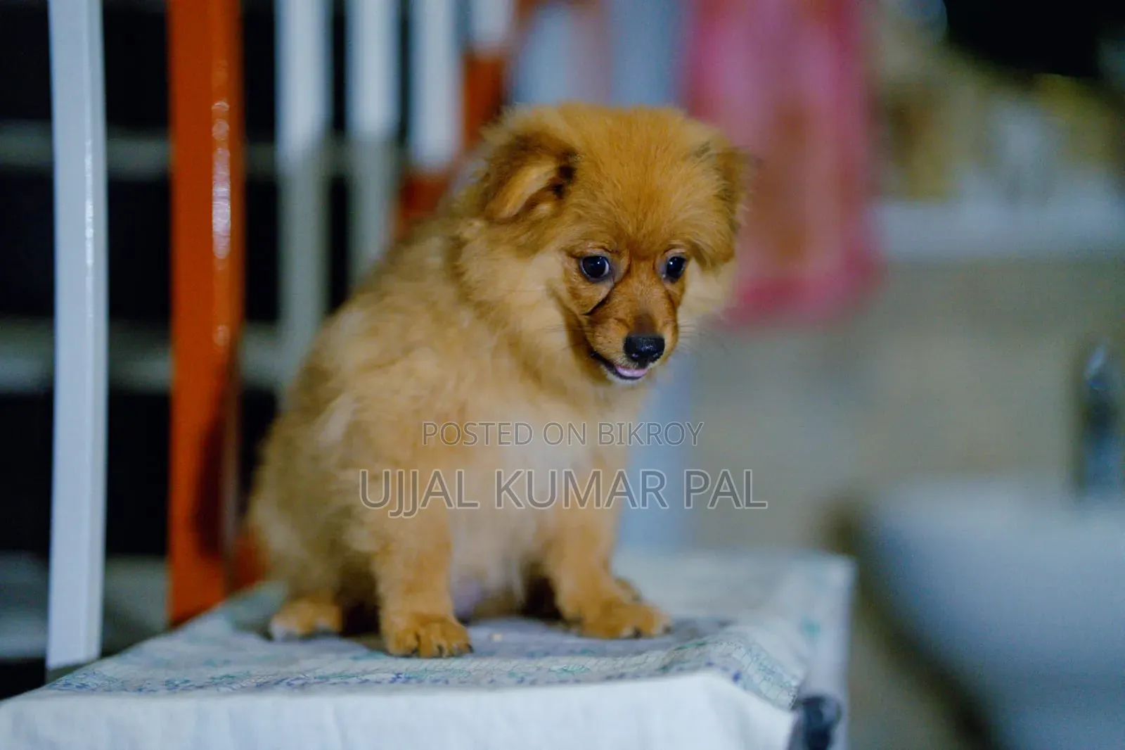 1-3 months Male Purebred Pomeranian