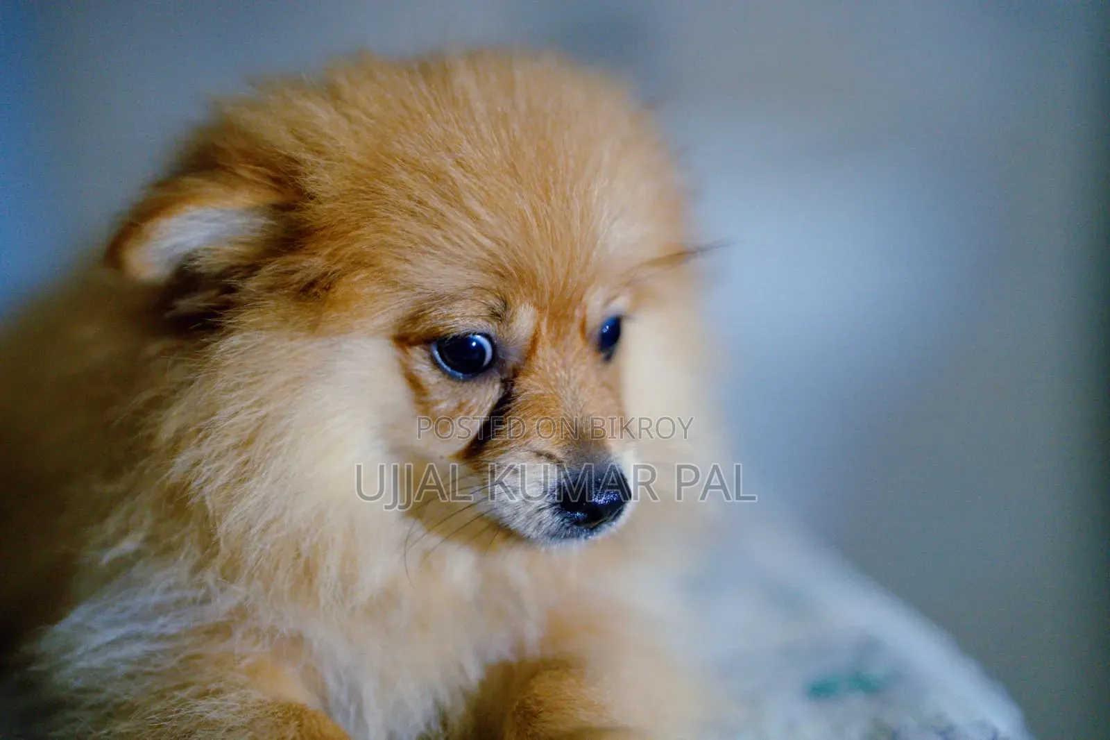 1-3 months Male Purebred Pomeranian