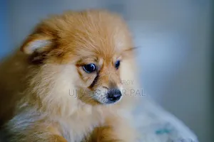 1-3 months Male Purebred Pomeranian