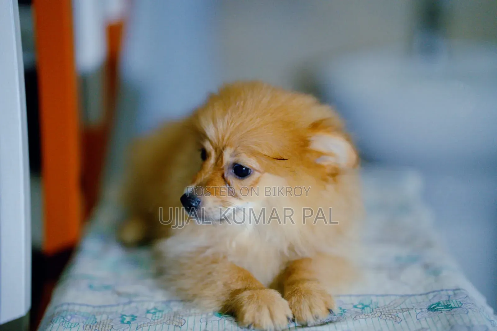 1-3 months Male Purebred Pomeranian