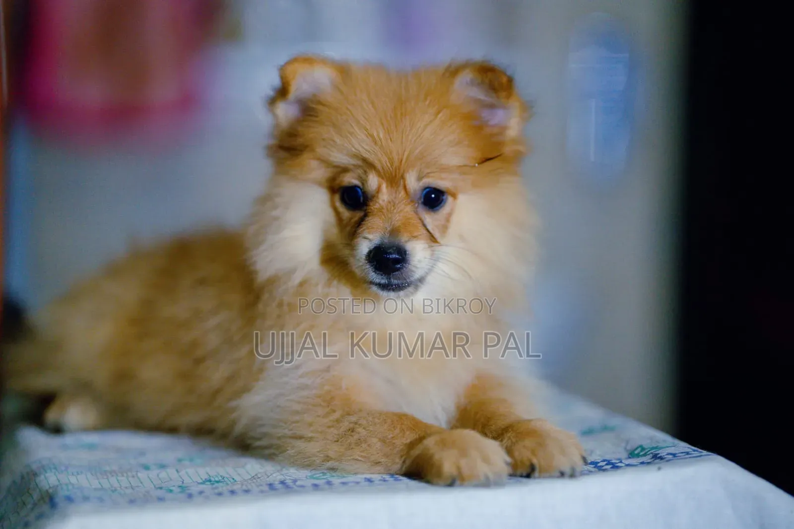 1-3 months Male Purebred Pomeranian