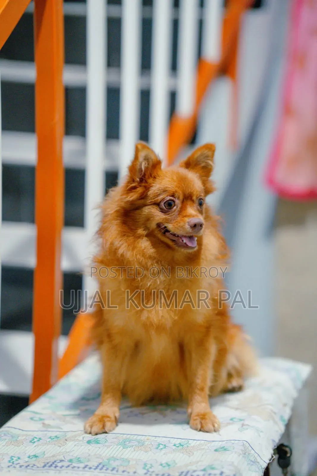 1-3 months Male Purebred Pomeranian