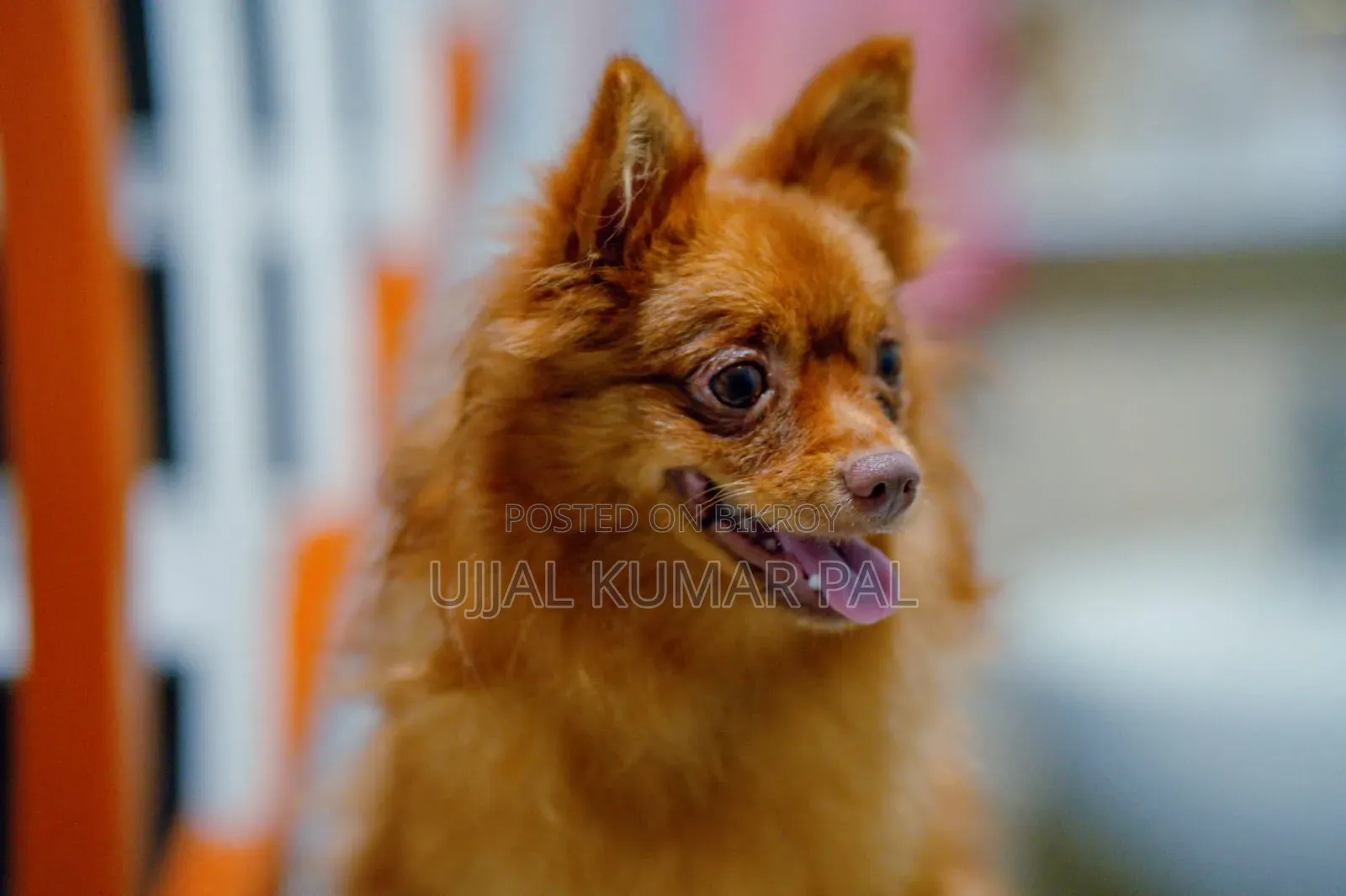 1-3 months Male Purebred Pomeranian