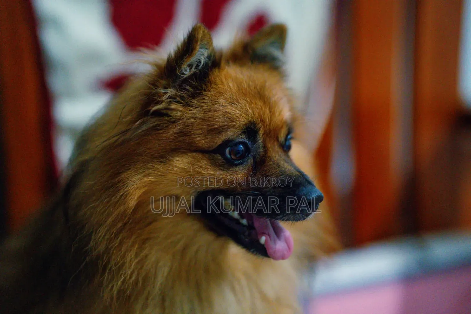 1-3 months Male Purebred Pomeranian