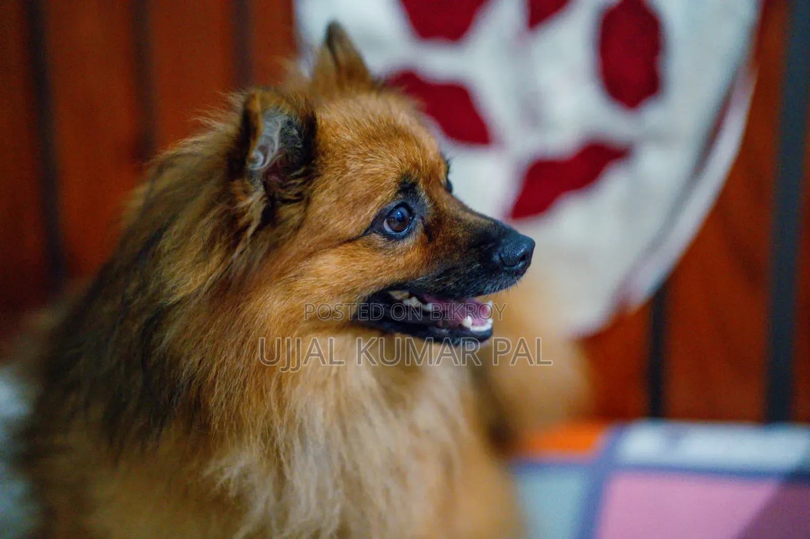 1-3 months Male Purebred Pomeranian