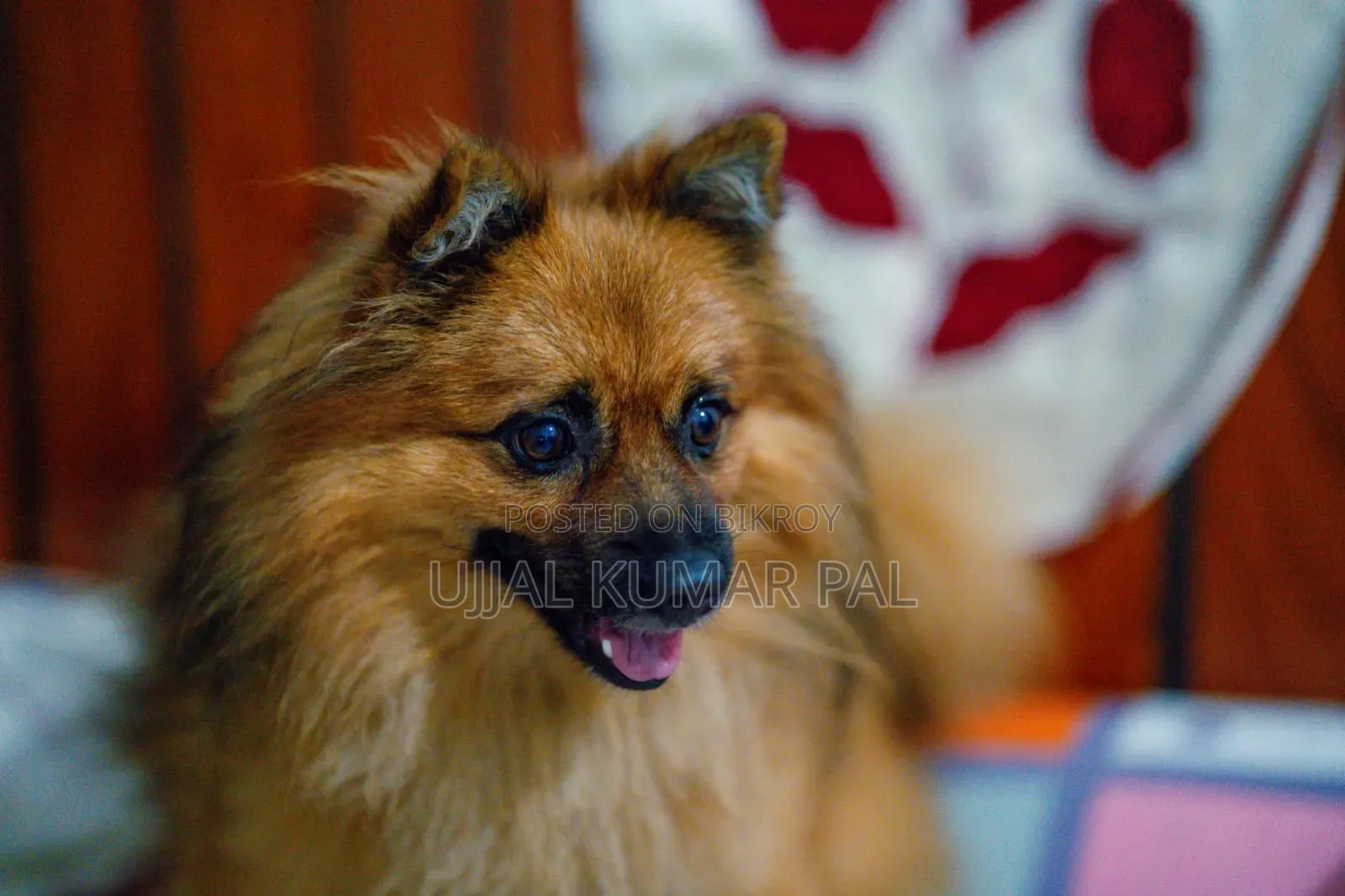1-3 months Male Purebred Pomeranian