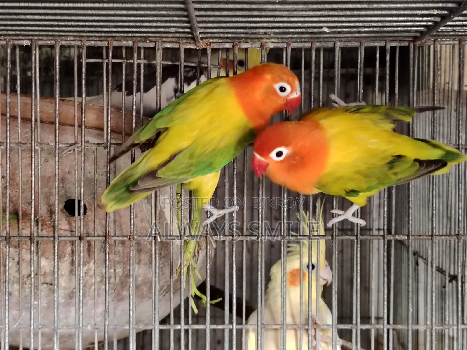 Green Euwing Opaline Love Bird