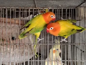 Green Euwing Opaline Love Bird