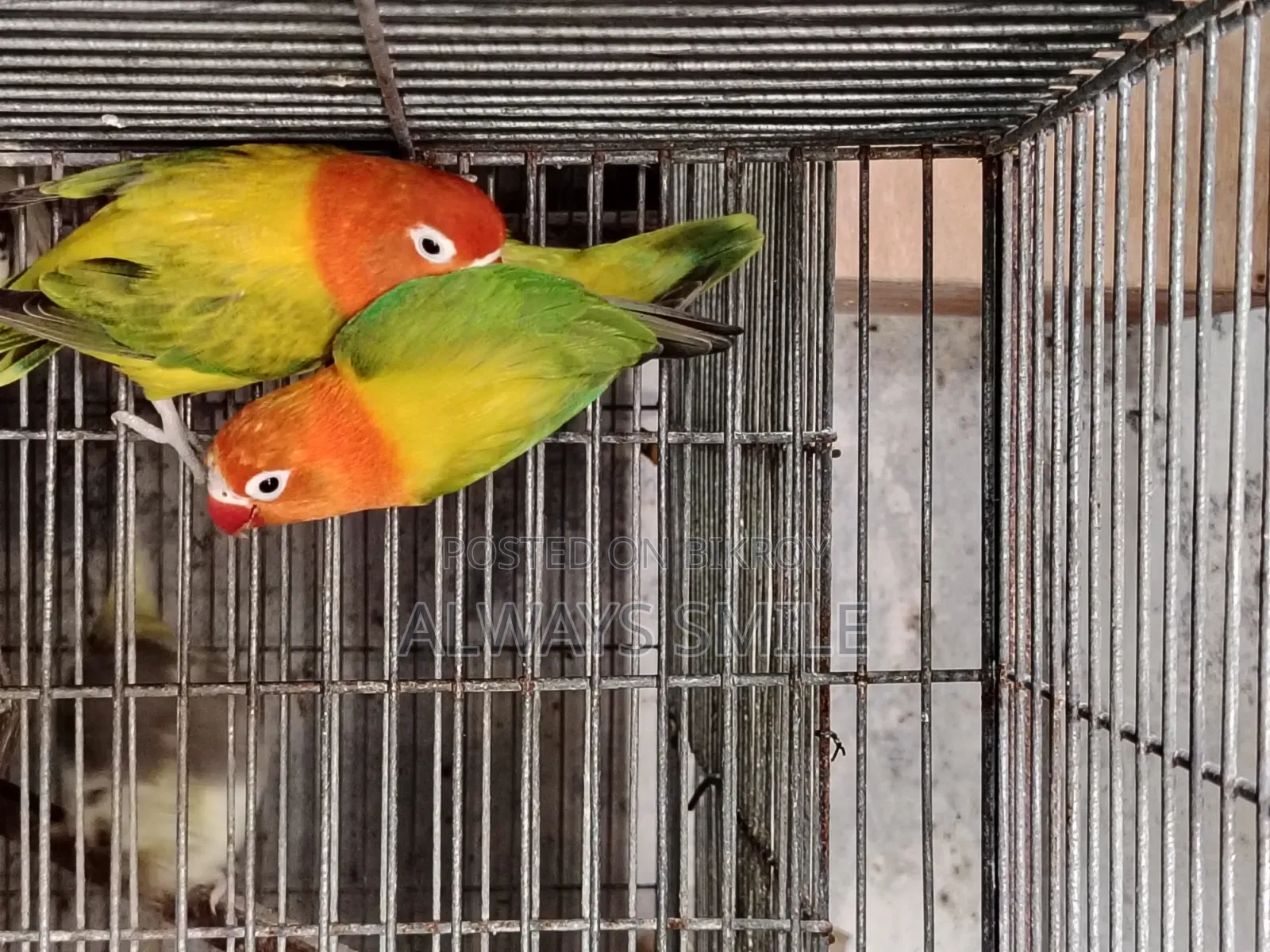 Green Euwing Opaline Love Bird