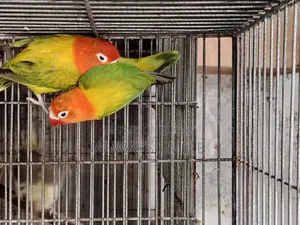 Green Euwing Opaline Love Bird