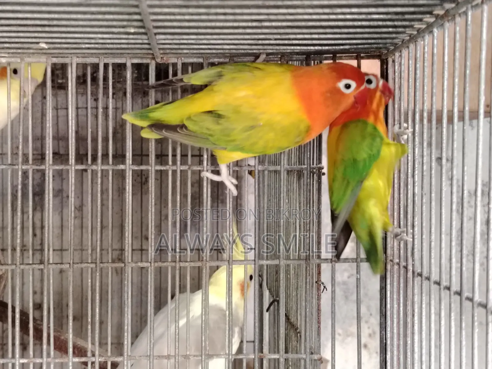 Green Euwing Opaline Love Bird