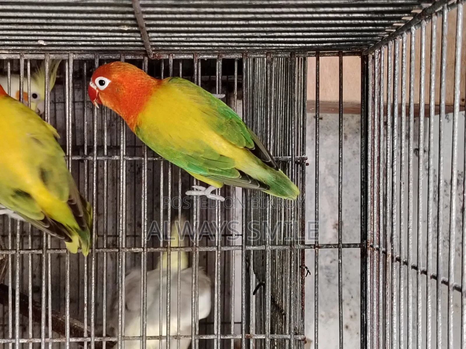 Green Euwing Opaline Love Bird