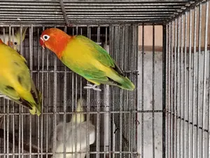Green Euwing Opaline Love Bird