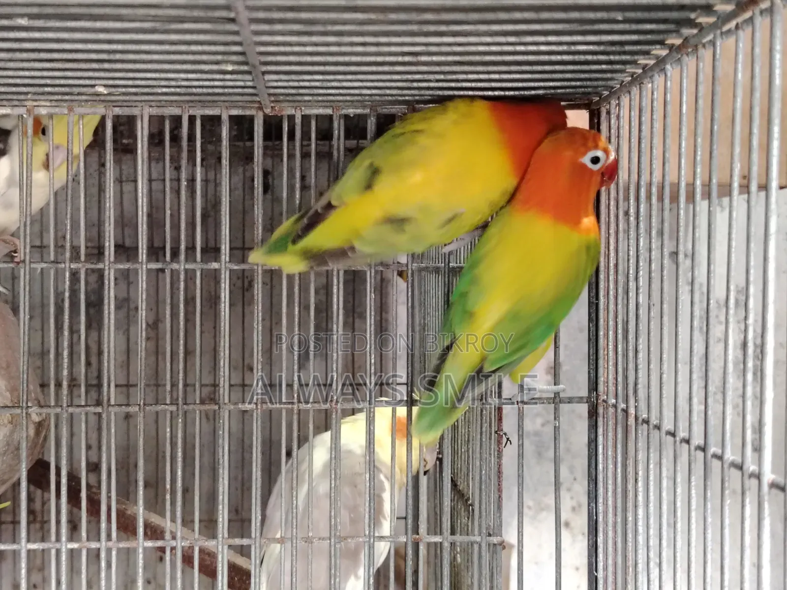 Green Euwing Opaline Love Bird