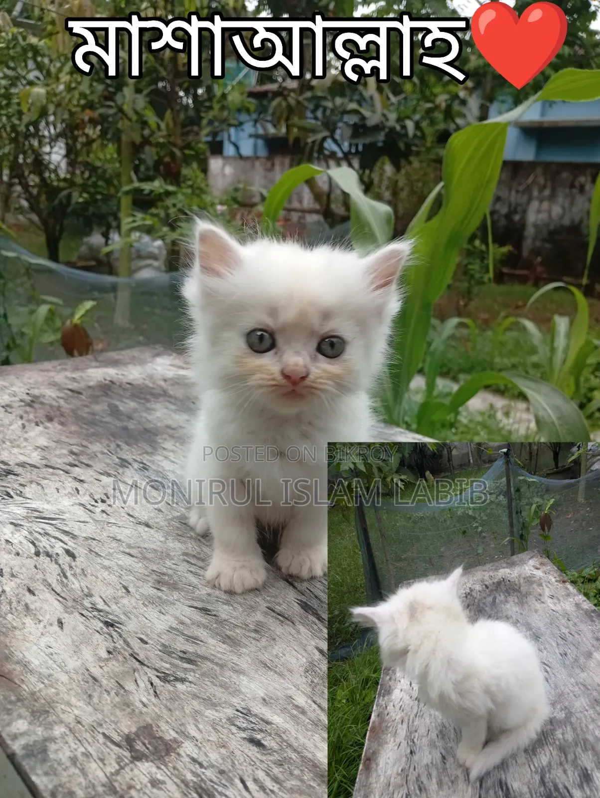 1-3 months Female Purebred Havana Brown