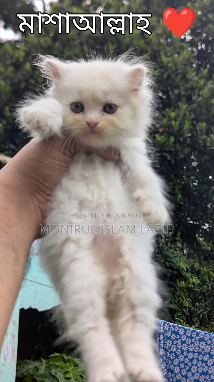 1-3 months Female Purebred Havana Brown