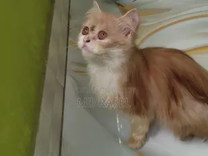 1-3 months Female Purebred Persian