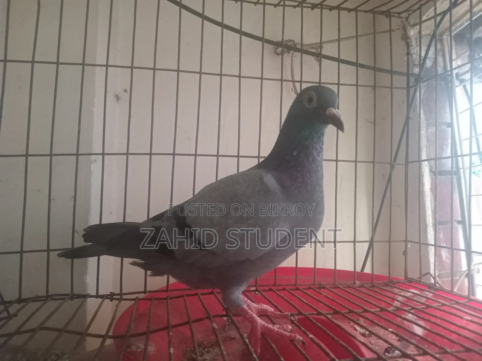 Racer Nor Sobji Racer