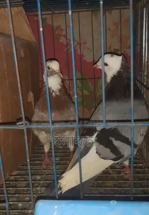 রাজগোল্লা রানিং জোড়া বিক্রি হবে