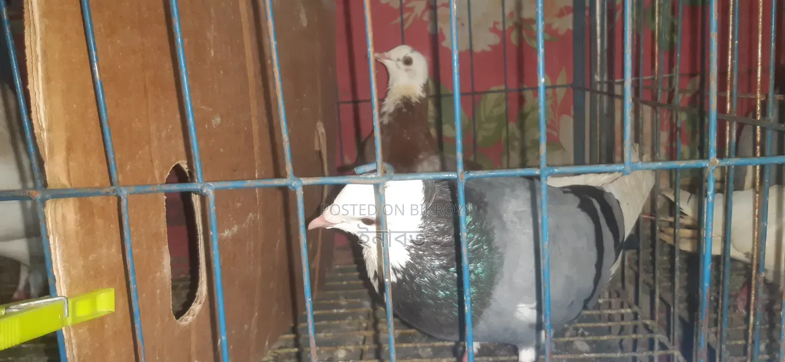 রাজগোল্লা রানিং জোড়া বিক্রি হবে